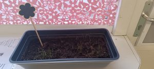 En route pour le printemps….!🌸🌼